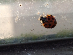 Harmonia axyridis