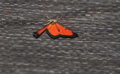 Mesene phareus