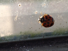 Harmonia axyridis