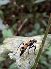 Sphictostethus striatulus