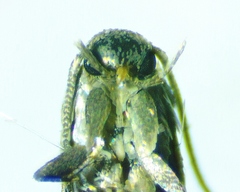 Elachista illectella