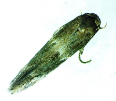 Elachista illectella
