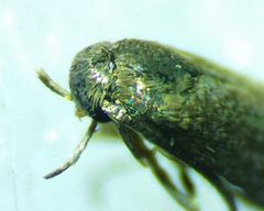 Elachista illectella