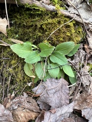 Micranthes virginiensis