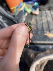 Hylogomphus geminatus