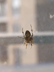 Larinioides sclopetarius