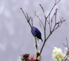 Cotinga