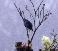 Cotinga