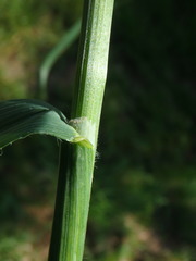 Bromus carinatus