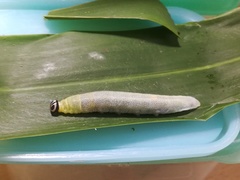 Pelopidas assamensis