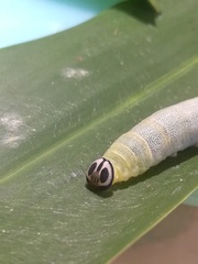 Pelopidas assamensis