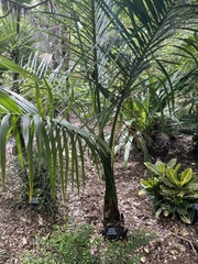 Gaussia attenuata