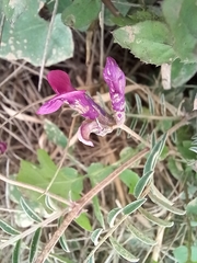 Vicia sativa