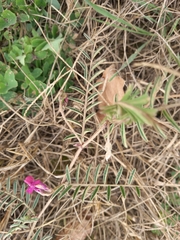 Vicia sativa