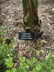 Gaussia attenuata