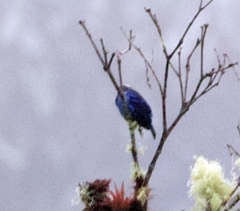 Cotinga