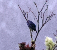 Cotinga