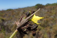 Bobartia robusta