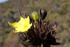 Bobartia robusta