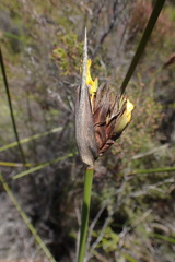 Bobartia robusta