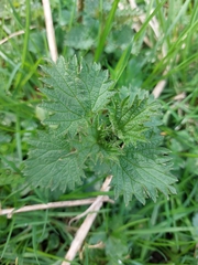 Urtica dioica