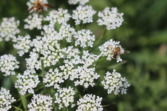 Ammi majus