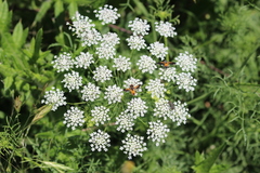 Ammi majus
