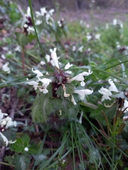Lamium bifidum