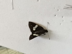 Notocrypta paralysos