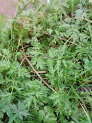 Anthriscus sylvestris
