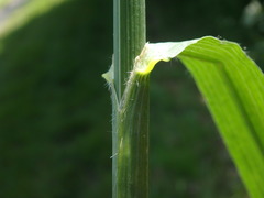 Bromus carinatus