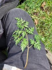 Anthriscus sylvestris