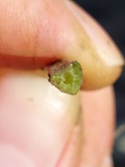 Anthriscus sylvestris