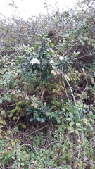 Viburnum tinus tinus