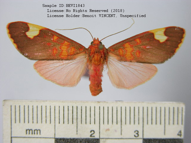 Melese russata