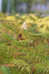 Sorbaria kirilowii
