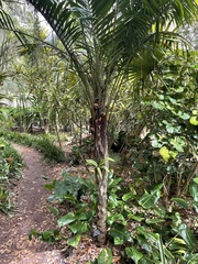 Syagrus schizophylla