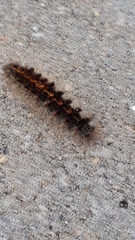 Lepidoptera