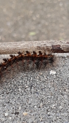 Lepidoptera