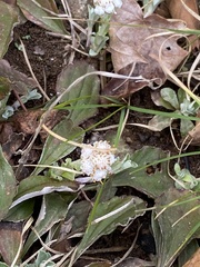 Antennaria