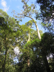 Dermatobotrys saundersii