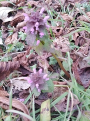 Lamium purpureum