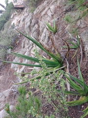 Agave difformis