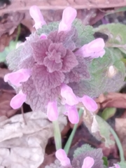Lamium purpureum