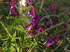 Vicia villosa