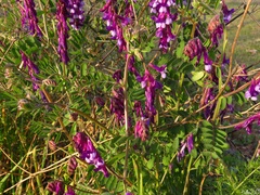 Vicia villosa
