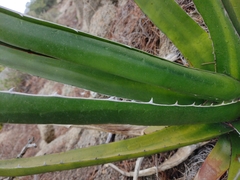 Agave difformis
