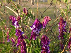 Vicia villosa