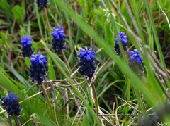Muscari neglectum