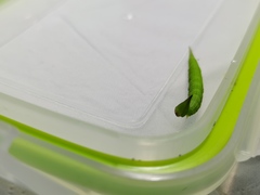 Lethe syrcis